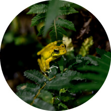 Yambaru Forest Night Nature Walk & Star Bathing